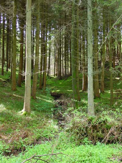 beekje in het bos