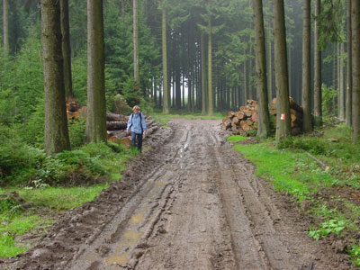 modder en omgezaagde dennenbomen