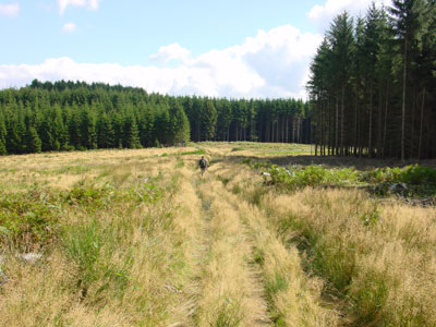 open stuk grasland in het bos