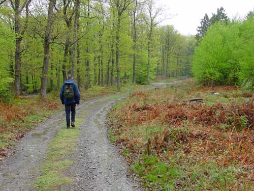 wandelen door het bos na een regenbui