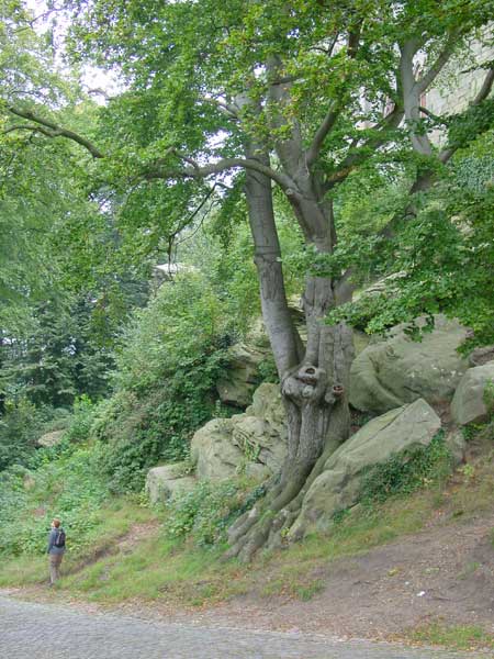 hele grote boom bij kasteel