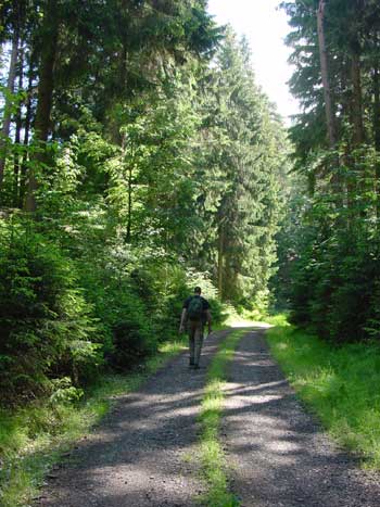 steenslag pad door de bossen bij Eisenschmitt