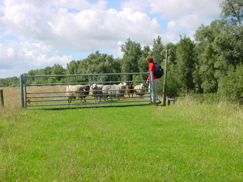 tussen de schapen