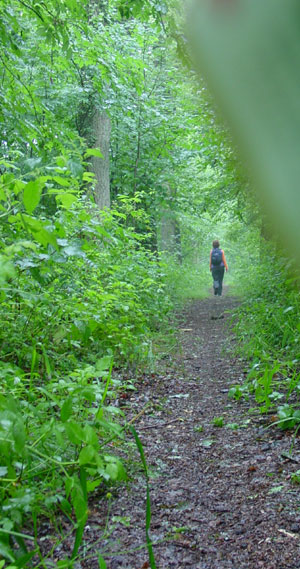 alles is groen in het bos