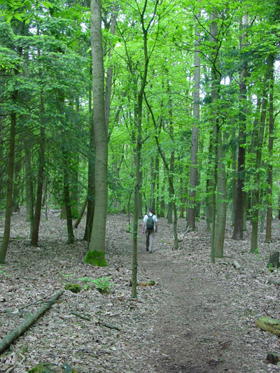 tussen de bomen loopt het pad