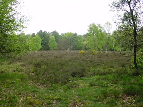 heidegebied tussen de bossen