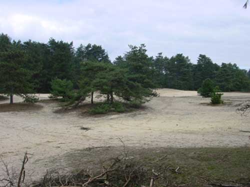 duinen midden in het bos