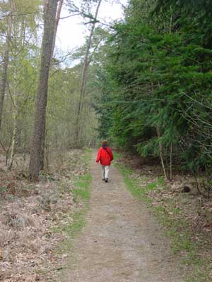 dennen en andere bomen