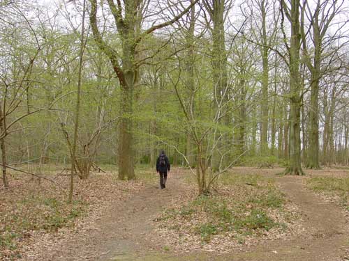 het begint langzaam groen te worden bij de loofbomen