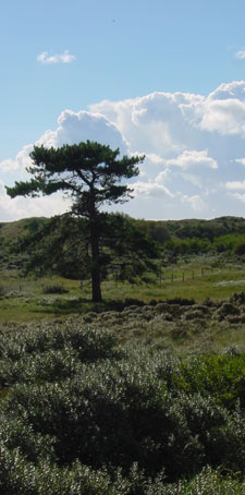 eenzame boom in de duinen