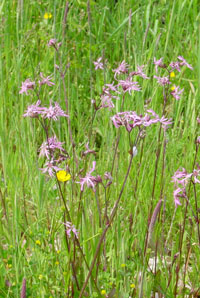 bloemen in het veld