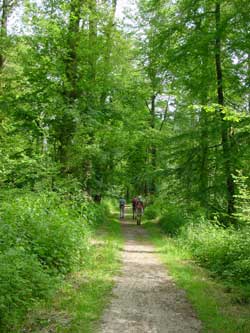 midden in het groene bos