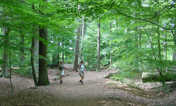 grote bomen in een mooi bos