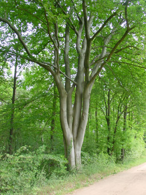 je komt de mooist groeiende bomen tegen