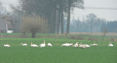 Zwanen in het weiland